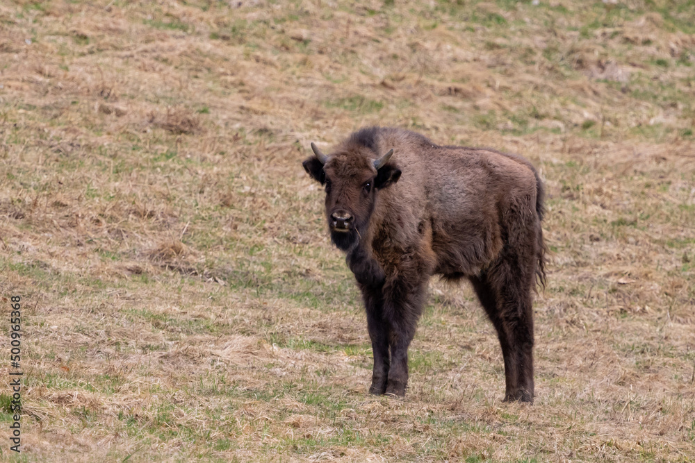 Fototapeta premium European bison (Bison bonasus) is standing on meadow in national park Poloniny