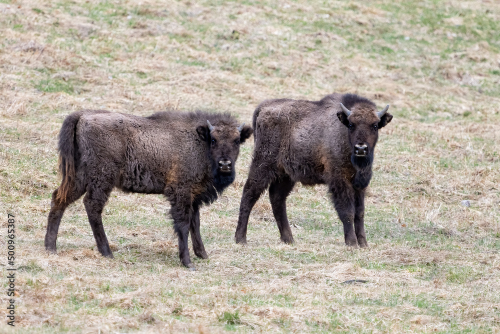 European bison (Bison bonasus) is standing on meadow in national park Poloniny European bison (Bison bonasus) is standing on meadow in national park Poloniny