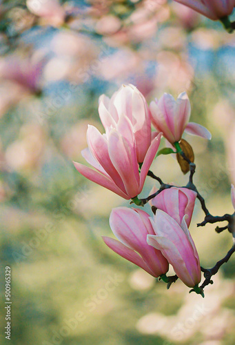 Flowers. Scanned film image of magnolia flowers, a blurred background with bokeh. Subject is out of focus and grainy texture and noise on all image surface. Film old lens.