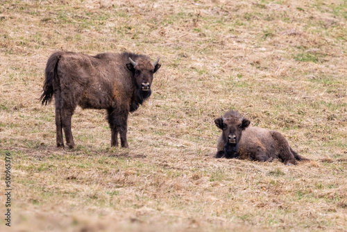 European bison (Bison bonasus) is standing on meadow in national park Poloniny © Branislav