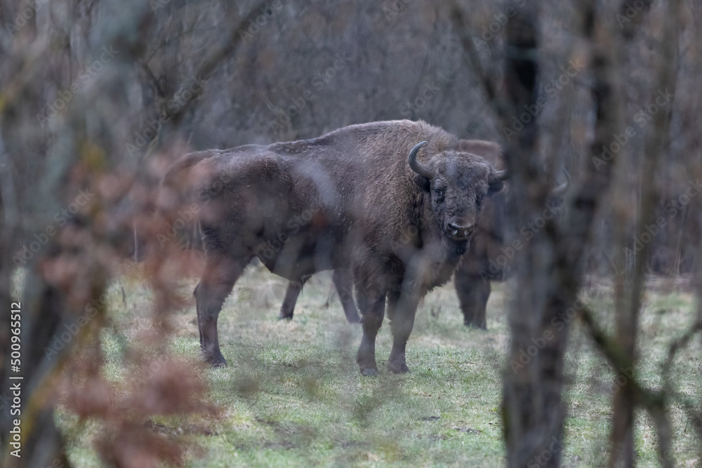 European bison (Bison bonasus) is standing on meadow near the forest in national park Poloniny European bison (Bison bonasus) is standing on meadow near the forest in national park Poloniny