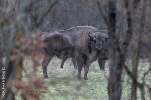 European bison  Bison bonasus  is standing on meadow near the forest in national park Poloniny