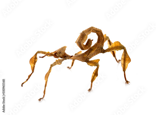  stick insect in studio photo