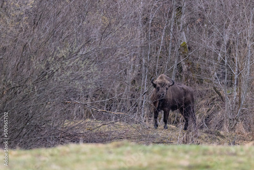 European bison  Bison bonasus  is standing on meadow near the forest in national park Poloniny