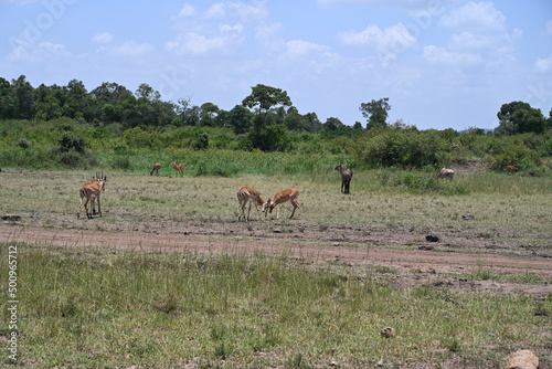 impala fighting