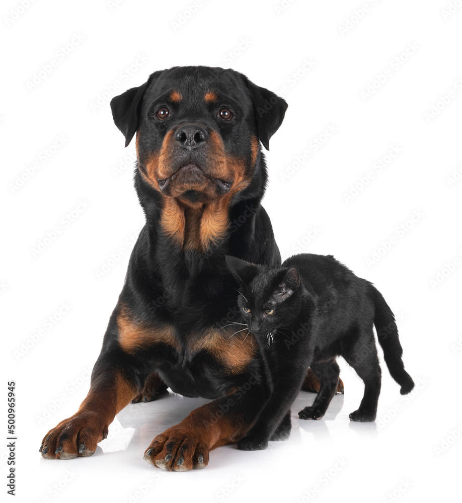 stray cat and rottweiler in studio stray cat and rottweiler in studio