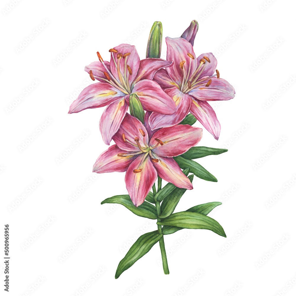 Close-up of pink lilium flower (lilies, lilly, daylily) . Watercolor hand drawn painting illustration, isolated on white background