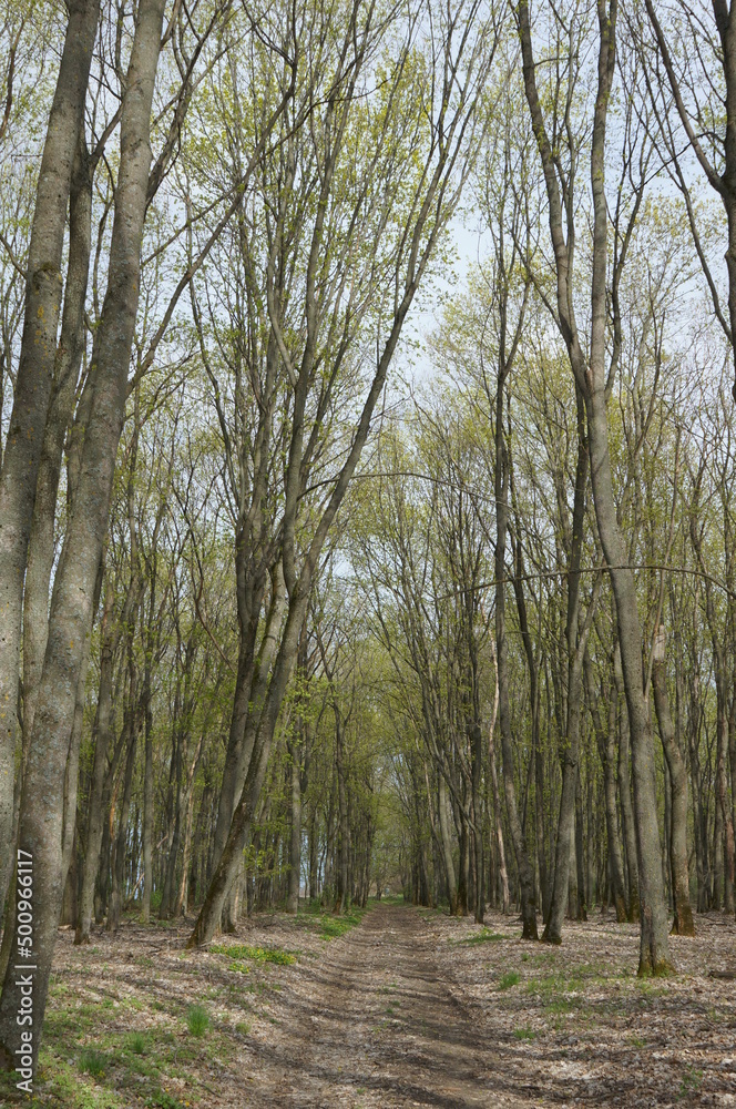 Road in the oak forest. Ukraine. Spring 2022 Road in the oak forest. Ukraine. Spring 2022