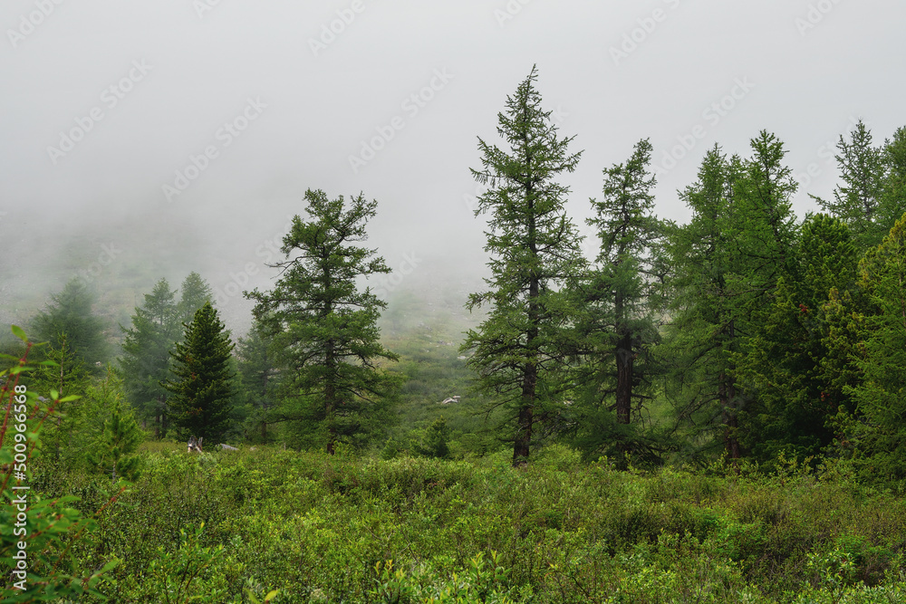 Fototapeta premium Russian fairy tales forest. Foggy atmospheric deep green forest landscape with cedar tree in mountains. Virgin flora of woods. Mystery woodland atmosphere.