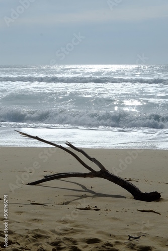 A branch laying on the sand with the Atlantic ocean in the background.