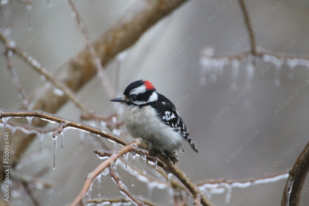 Birds in the wild on an icy day. Ice on the branches Birds in the wild on an icy day. Ice on the branches
