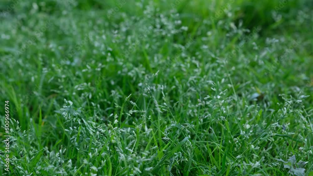 Green grass closeup background. Close-up view of fresh green grass, selective focus. Grass background - selective focus. Wheaten field. Green grass closeup background. Close-up view of fresh green grass, selective focus. Grass background - selective focus. Wheaten field.