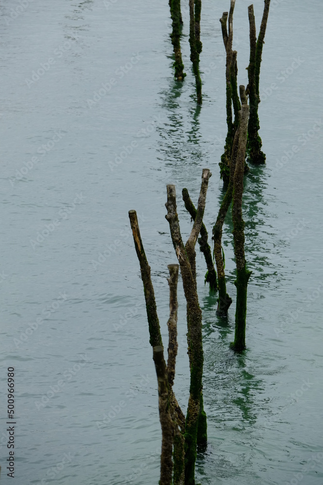 A close-up on some sticks of an oyster farm.