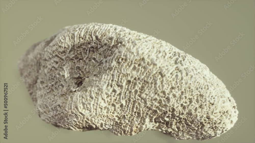 big white coral fossil closeup big white coral fossil closeup