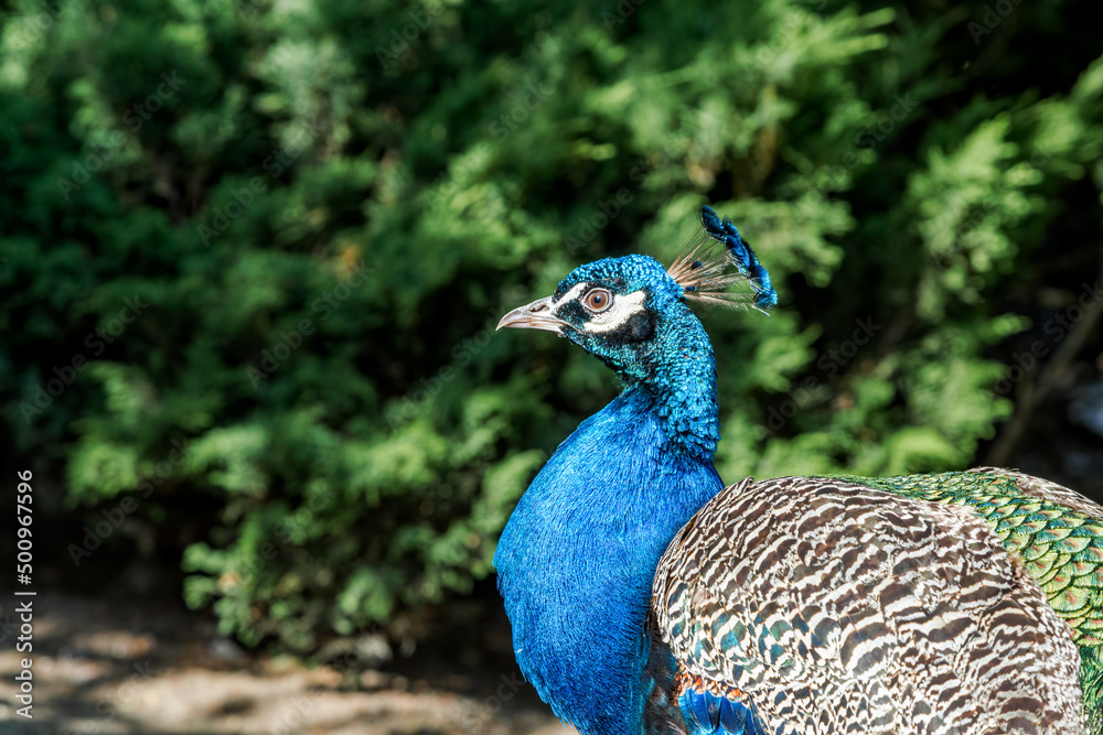 Feral Common Peafowl (Pavo cristatus) male in Los Angeles County arboretum, Los Angeles, California, USA Feral Common Peafowl (Pavo cristatus) male in Los Angeles County arboretum, Los Angeles, California, USA