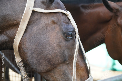 Foto polo horse with rawhide halter