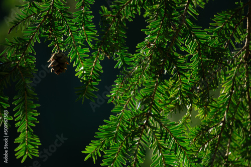 Green needles branches single pine cone blue sky