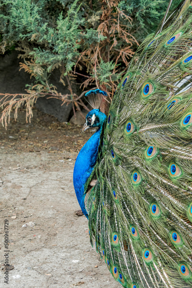 Obraz premium Feral Common Peafowl (Pavo cristatus) male in Los Angeles County arboretum, Los Angeles, California, USA