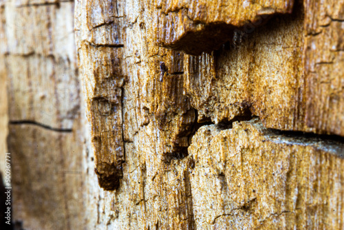 Geometric cracks, old tree trunk frosted winter