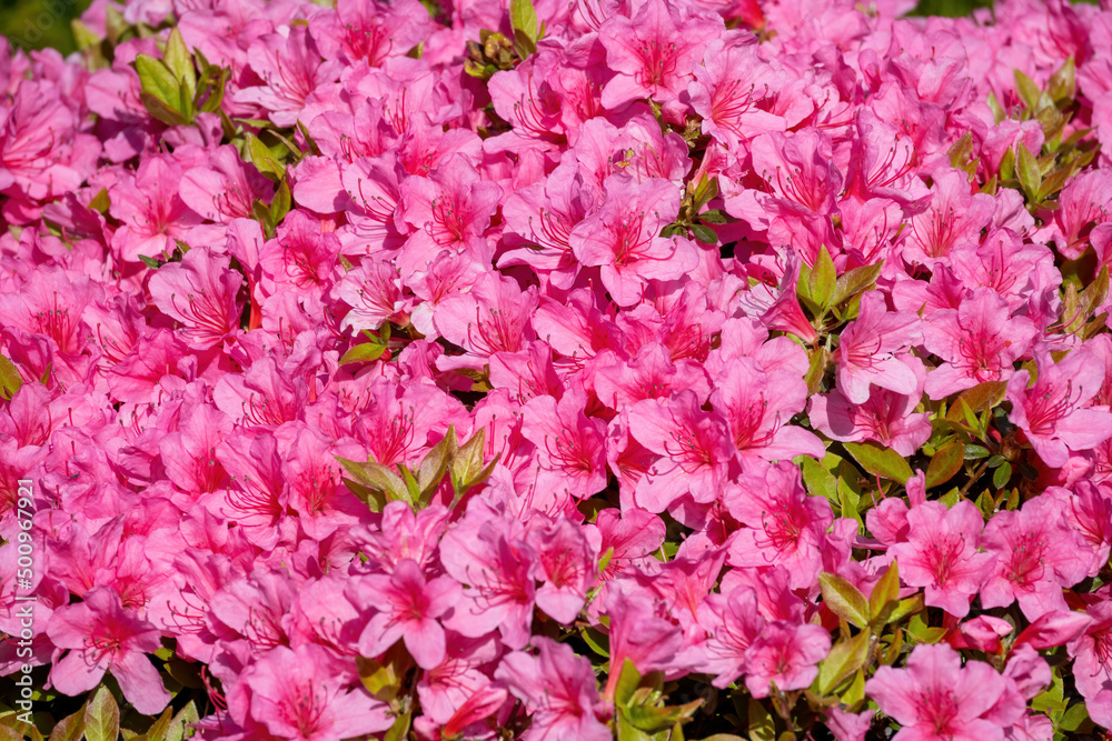 red flowers of a rhododendron red flowers of a rhododendron