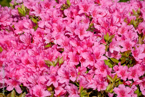 red flowers of a rhododendron