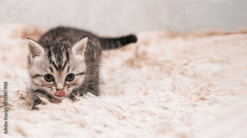 Cute playful striped gray kitten on a light background. The concept of pet care. Clipart for postcards. © Anastasia
