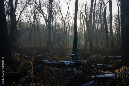 Foggy winter morning in forest light rays snow
