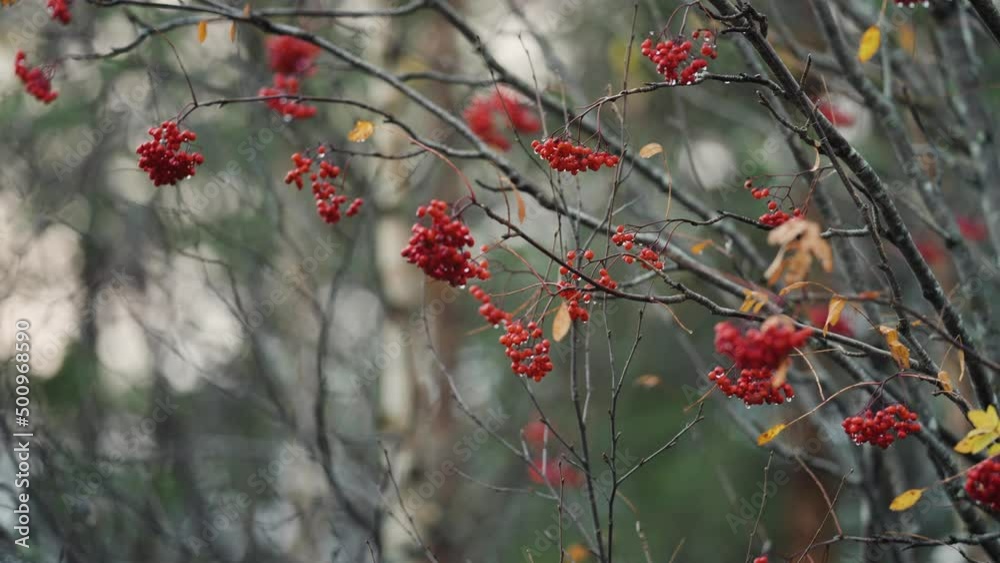 Thin dark rowan tree branches with bright leaves and berries. Raindrops hang on the berries and branches. Pine trees in the background. Close-up shot, slow-motion. Thin dark rowan tree branches with bright leaves and berries. Raindrops hang on the berries and branches. Pine trees in the background. Close-up shot, slow-motion.