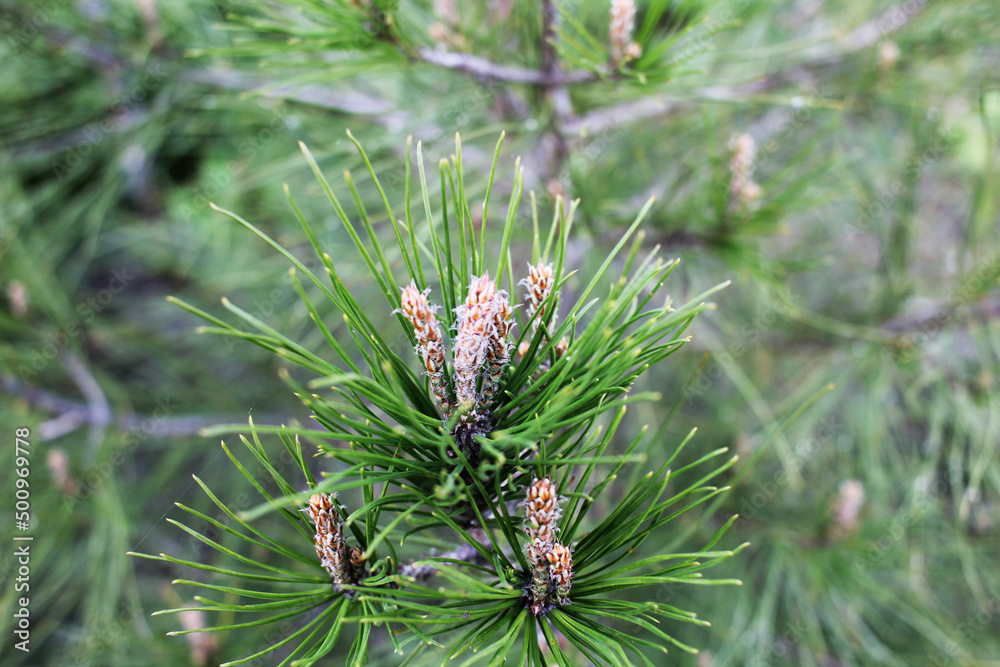 a young green branch of a Christmas tree cones a young green branch of a Christmas tree cones