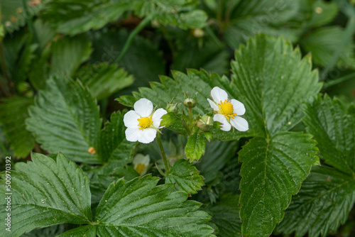 strawberry blossom