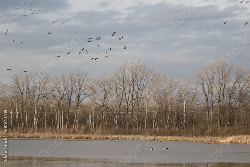 Birds in the wild
