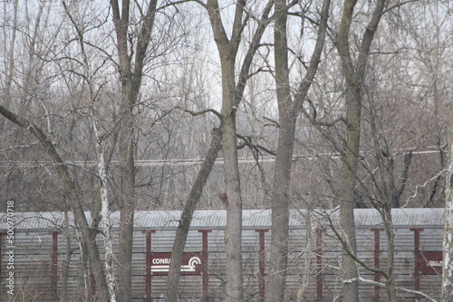 Birds in the wild
