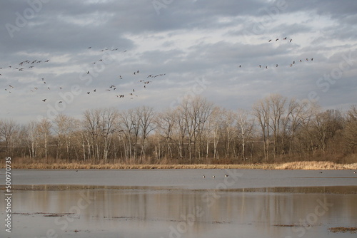 Birds in the wild
