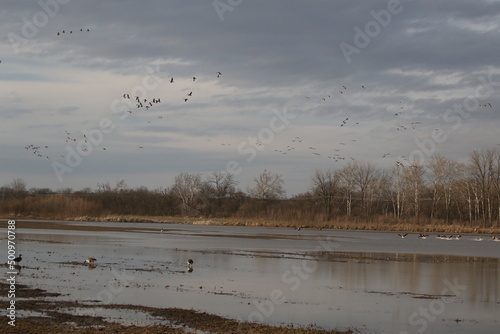 Birds in the wild