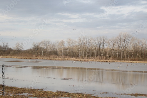 Birds in the wild