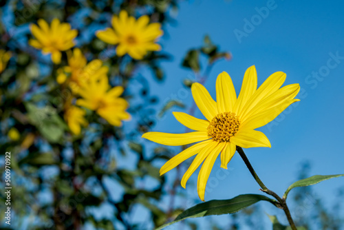 Jerusalem Artichoke  Helianthus tuberosus  in garden