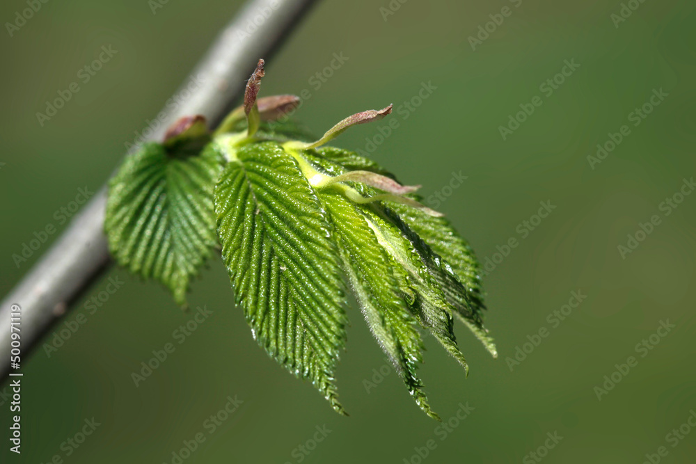 Beautiful spring blossom on nature background Beautiful spring blossom on nature background