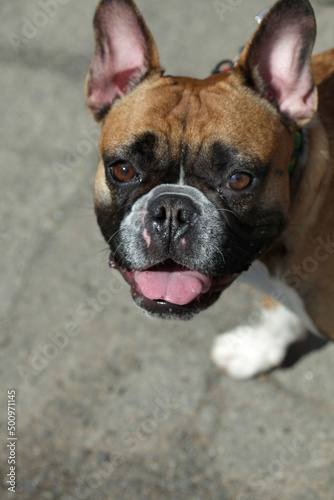 Fototapeta Naklejka Na Ścianę i Meble -  Portrait of cute brown dog