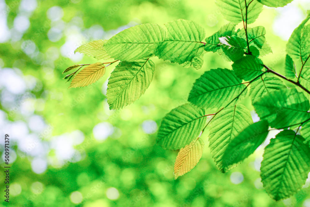 A background of branches with green leaves. High quality photo A background of branches with green leaves. High quality photo