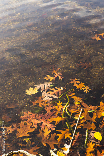 Autumn leaves in a lake