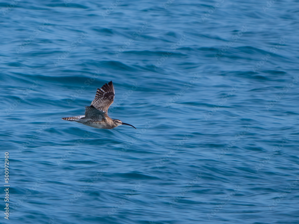 Regenbrachvogel (Numenius phaeopus) im Flug über dem Meer Regenbrachvogel (Numenius phaeopus) im Flug über dem Meer