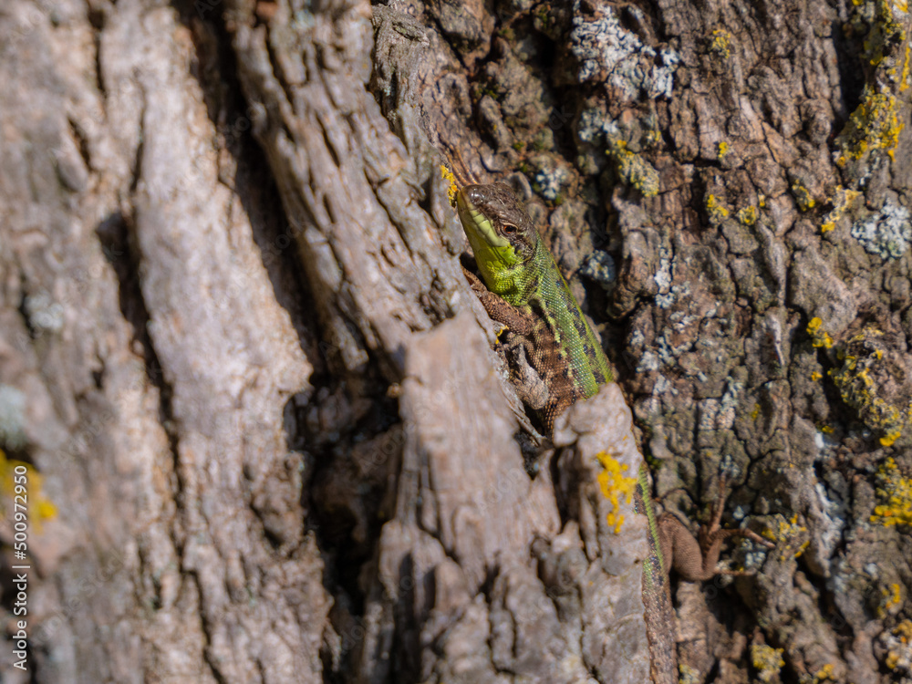 Zauneidechse (Lacerta agilis)