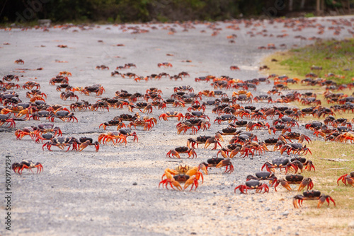 Hundreds of red mangrove crabs crossing roads and climbing walls in search of the sea during spawning season on the Guanahacabibes Peninsula, Cuba
