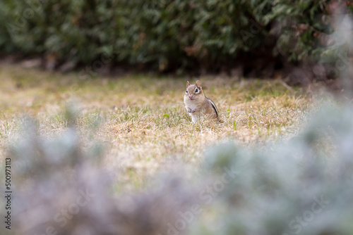 Selective focus view of adorable eastern chipmunk sitting in lawn at spring staring intently, with plant in soft focus foreground, Quebec City, Quebec, Canada