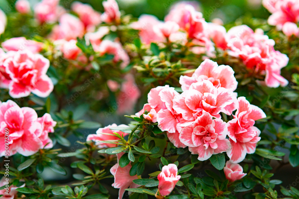 Beautiful flower Begonia, plants of the Begonia family. Beautiful flower Begonia, plants of the Begonia family.