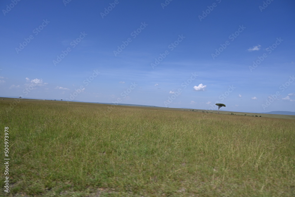 single tree standing in maasai mara plains single tree standing in maasai mara plains