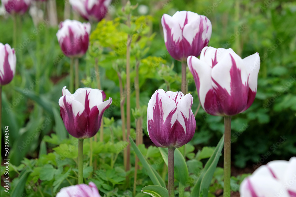 Tulip ÔRems FavouriteÕ in flower.