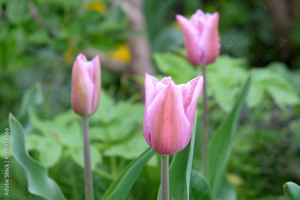 Tulip ÔMistress MysticÕ in flower. Tulip ÔMistress MysticÕ in flower.
