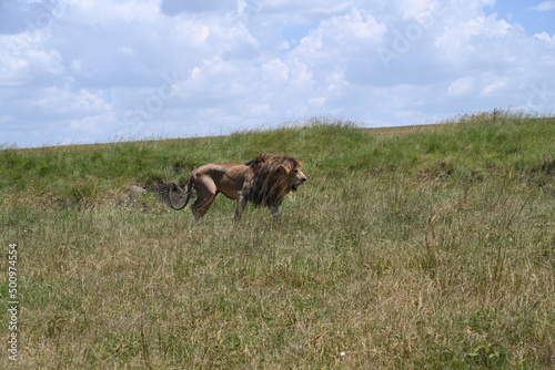 male lion looking for a hunt