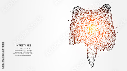 Abstraction polygonal vector illustration of the intestines on a light background. Digestive system, internal organ low poly design. Medical banner, template or background.